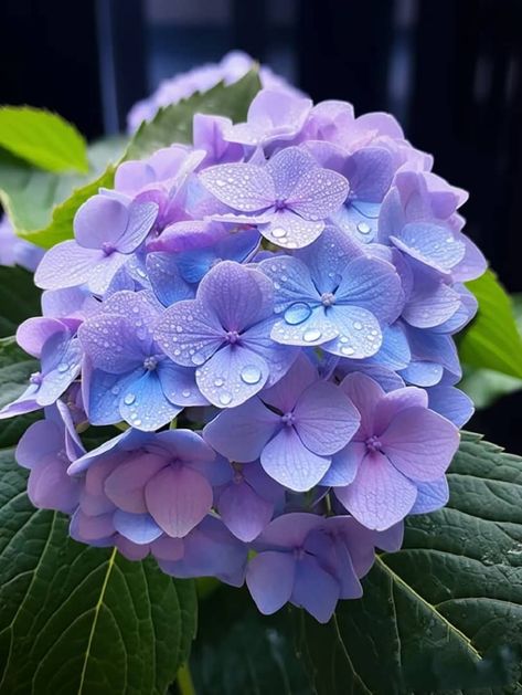 Hydrangeas Art, Purple Bridal Bouquet, Blue Hydrangea Flowers, Very Beautiful Flowers, Peonies And Hydrangeas, Hydrangea Purple, Flower Therapy, Beautiful Flower Arrangements, Hydrangea Flower