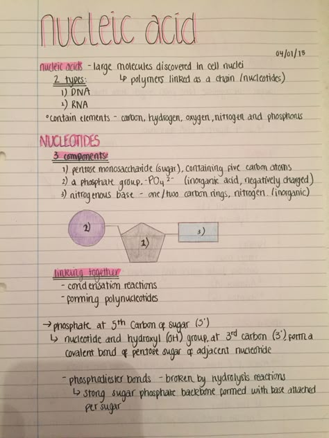 Structure of nucleic acids Bio 101 Notes, High School Biology Notes, Note Structure Ideas, Macromolecules Biology Notes, Nucleic Acid Notes, Notes Structure, Nucleic Acid Structure, Biochemistry Notes, Bio Notes