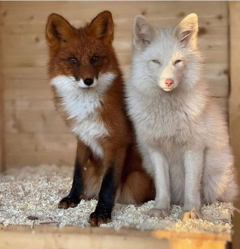 Fox Pictures, Fox Spirit, Fox Painting, Fox Lover, Pet Fox, Pretty Animals, Arctic Fox, The Fox And The Hound, Silly Animals