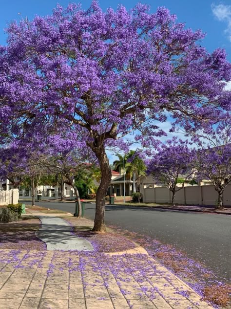 Jacaranda Tree, Beautiful Flower Drawings, Purple Trees, Beautiful Images Nature, Plant Mom, Landscaping Plants, Flowering Trees, Exotic Flowers, Beautiful Tree