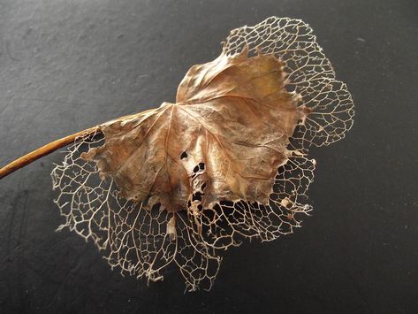 Evil skeleton leaf by Rawgash on DeviantArt Leaf Skeleton Dress, Evil Skeleton, Decay Art, Antique Luxury, Leaf Skeleton, Growth And Decay, Leaf Photography, 얼굴 그리기, Natural Structures