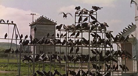 Alfred Hitchcock's The Birds (1963) Birds Hitchcock, The Birds Hitchcock, The Birds Movie, Alfred Hitchcock The Birds, Hitchcock Film, Michael Bay, Terra Nova, Film Horror, Movie Sets