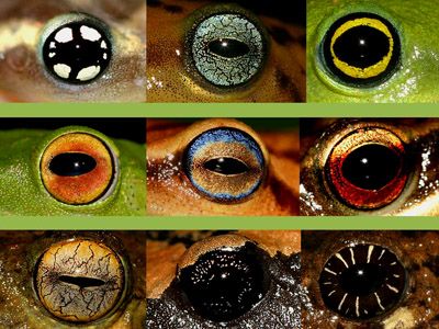 frog eyes Frog Eyes Drawing, Frog Eyes, National Geographic Animals, Pet Portraits Photography, Amazing Frog, Frog Costume, Eye Piercing, Frog Eye, Frog Wallpaper