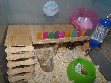 Popsicle stick levels in hamster cage, such a great idea. My roborovski would love this x Popsicle Stick Hamster Stuff, Kids Easy Crafts, Hamster Bin Cage, Bin Cage, Diy Hamster Toys, Hamster Platform, Hamster Diy Cage, Gerbil Toys, Hamster Stuff