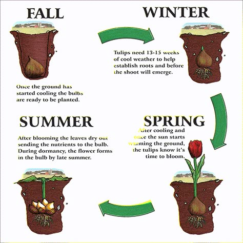 Growing Tulips Outdoors, Tulip Landscaping, Tulip Garden Ideas, Tulip Planting Ideas, Tulips Planting, When To Plant Tulip Bulbs, Tulip Plants, Tulip Planting, Tulip Care