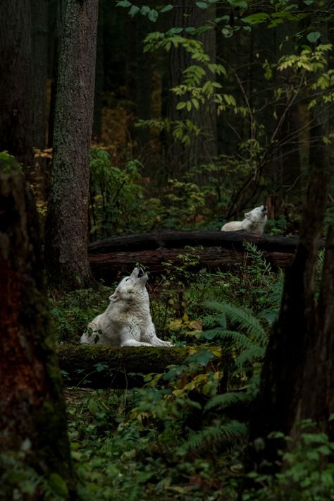 White Wolves, Wolves Howling, Dark Forest Aesthetic, Forest Core, Wild Forest, Wild Creatures, Forest Creatures, Wolf Howling, White Wolf