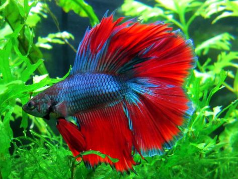 Show Me Your Petco Bettas? - 159808 Ikan Air Tawar, Betta Fish Types, Tropical Fish Tanks, Betta Fish Care, Fishing For Beginners, Betta Fish Tank, Freshwater Aquarium Fish, Beta Fish, Fish Care