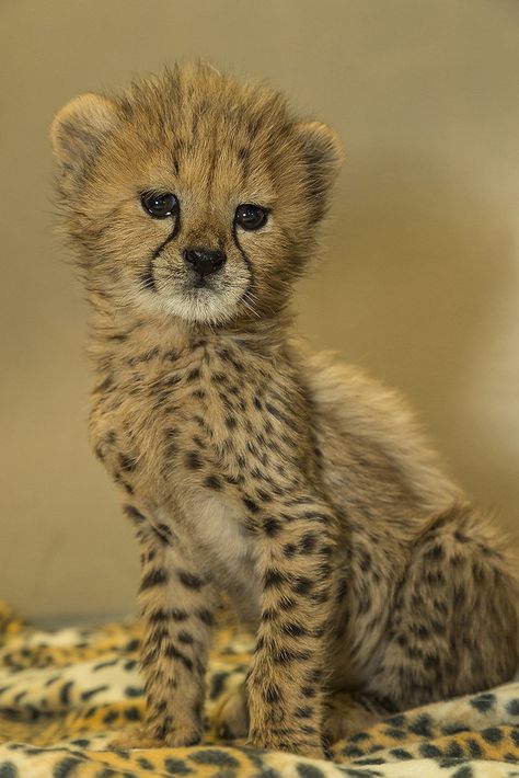 Cheetah Cub Triplets Persian Cheetah, Cheetah Aesthetic, Cheetah Baby, Cheetah Cub, Baby Cheetah, Cheetah Cubs, Baby Cheetahs, The Cheetah, Rose Marie