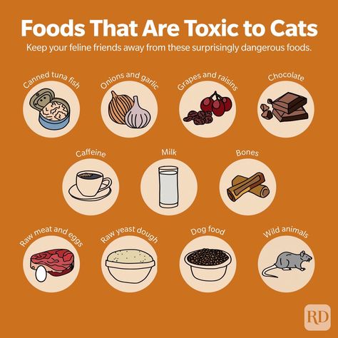 15 Common Foods That Are Toxic to Cats Toxic To Cats, Cats Food, Tartaric Acid, Increase Heart Rate, Toxic Foods, Tuna Fish, Nutritional Deficiencies, People Food, Food Safety