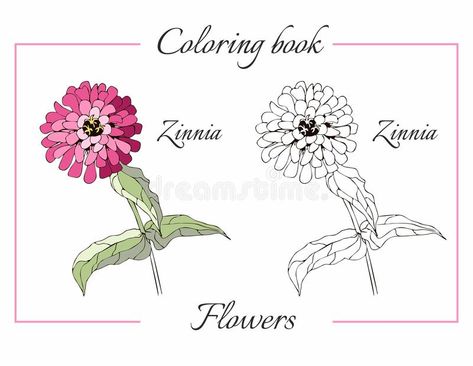 Coloring book with beautiful zinnia flower vector illustration Flower Vector Illustration, Education Illustration, Illustration For Children, Zinnia Flower, Chalkboard Calendar, Flower Cartoon, Children Education, Zinnia Flowers, Flower Vector