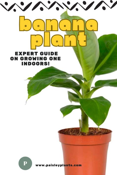 With a little bit of care, the Banana Plant can actually be grown indoors! Here's an expert guide with care tips and tricks to keep it growing happy and healthy in your home! See you over at the blog! Banana Leaf Plant Indoor, Banana Tree Care, Banana Plant Indoor, Indoor Banana Tree, Banana Plant Care, Grow Banana Tree, Large Leaf Plants, How To Grow Bananas, Banana Plant