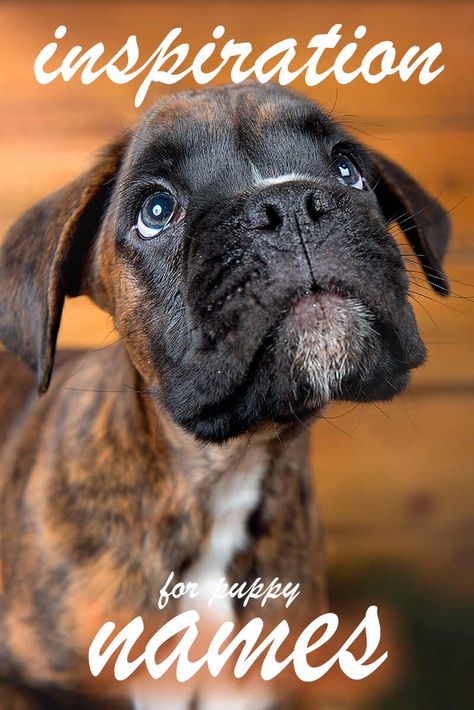 Puppy Names - 350 Amazing Ideas From The Happy Puppy Site Boxer Names, Brindle Boxer Puppies, Boxer Dog Names, Boxer Dogs Brindle, Boxer Dogs Facts, Dogs Pics, Boxer Puppies For Sale, Boxer Dog Breed, Boxer Dog Puppy