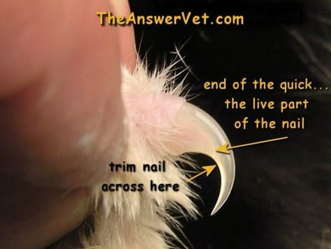 Clipping Cat Nails, Cats Nails, Trim Cat Nails, Getting A Kitten, Diy Cat Tree, Cat Nail, Cut Cat, Cat Anatomy, Pet Blog