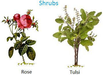 Shrubs, Rose, tulsi, jasmine, hibiscus  Helpful articles for kids though a couple of inaccuracies... Food from Plants, Plants Around Us Plants Grow In Water, Climbers Plants, Plants Kindergarten, Plants Grown In Water, Different Types Of Plants, Plants Worksheets, Creepers Plants, Climber Plants, Tulsi Plant