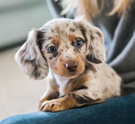 Australian shepherd / dachshund dog Dachshund Dapple, Winnie Dogs, Dream Puppy, Daschund Puppies, Puppy Pics, 12 Birthday, Wiener Dogs, Sausage Dogs, Dapple Dachshund