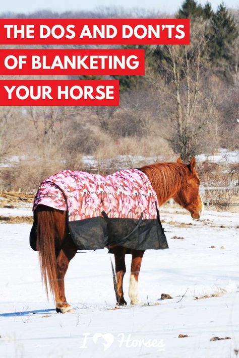 Equestrian Tips, Horses Farm, Horse Adventure, Small Barns, Horse Food, Winter Horse, Horse Care Tips, Horse Facts, Horse Info