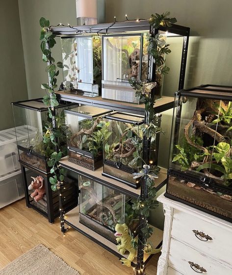 Reptile And Plant Room, Reptile Tank Setup Ideas, Reptile Room Office, Terrarium Room Ideas, Multiple Reptile Tank Setup, Bioactive Enclosure Ideas, Reptile Room Setup Ideas, Moth Enclosure, Animal Room Ideas