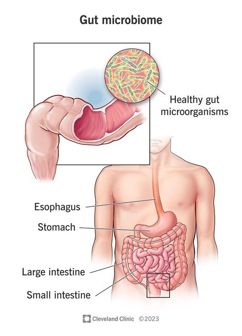 Gi Tract, Gut Microbiota, Gut Bacteria, Cleveland Clinic, Large Intestine, Gut Microbiome, Endocrine System, Beneficial Bacteria, Body Systems