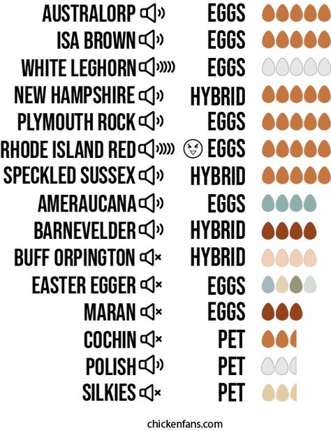 Plymouth Blue Rock Chicken, Chick Temperature Chart, Buff Orpington Chickens Eggs, Chicken Genetics, Wild Bunnies, Largest Chicken Breed, Chicken Business, Rabbit Houses, Buff Orpington Chickens