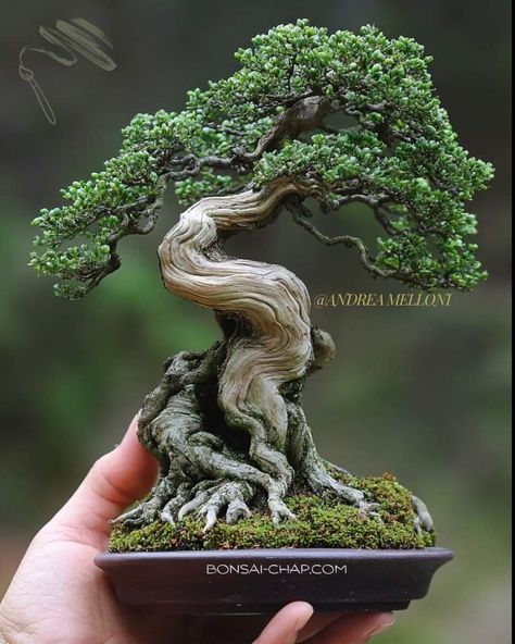 Bonsai Making, Bonsai Nursery, Mame Bonsai, Bonsai Styles, Sakura Tree, Bonsai Art, Bonsai Plants, Bonsai Garden, Grill Design