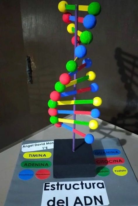 How To Make A Dna Model Project, Dna Project Models, Dna Model Project Ideas, Model Dna, Dna Model Project, Water Cycle For Kids, Science Project Models, Dna Science, Science Exhibition Projects