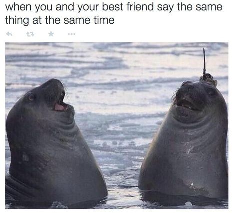 The friend that always is thinking the same thing: | 24 Types Of Friends Everyone Has In Their Group Elephant Seal, Best Friend Goals, E Card, Best Friends Forever, Friends Quotes, Friends Forever, Funny Posts, I Laughed, Desi