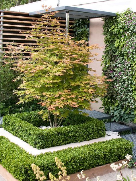 . Maple Tree Landscape, Garden Front Of House, Japanese Maple Tree, Flower Garden Design, Front Yard Garden, Maple Tree, Chelsea Flower, Japanese Maple, Chelsea Flower Show