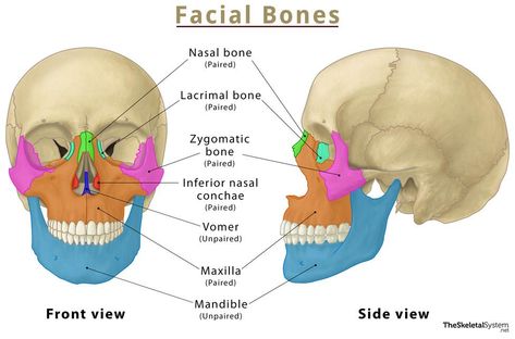 Bones Diagram, Facial Bones, Lakshmi Images, Diagram Design, Anatomy Drawing, Drawing Base, Anatomy, Skeleton, Image Search