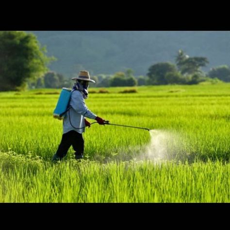 Courtney Hunt MD on Instagram: "Repost from me- a long long time ago in a a galaxy far away. Now let’s connect some dots. Our food is genetically modified to withstand pesticide and herbicide. Meaning it is “bred” to tolerate these things by the very companies that make our medications. Yes, same companies that make the seeds make the drugs you take for the diseases you get from eating the food. The pesticide in the food is a neurotoxin, a poison that destroys gut bacteria. The very bacteria th Agriculture Pictures, Silent Spring, Research Assistant, Wallpaper Nature, Genetically Modified, Pesticides, Power Point, Long Time Ago, Local News