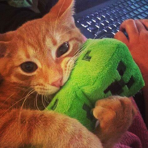 That is my cat and #creeper http://goo.gl/kkLnxs Kitty, Pet, Memes, Funny, Animals