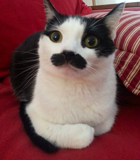 Black & White Cat with mustache markings Cats With Mustaches, Cat With A Mustache, Black Cat Tongue Out, Black Cat With White Spot On Chest, Black Cat Sticking Tongue Out, Black Cat With White Face, Mustache Cat, Cat Celebrating, White Cat Meme