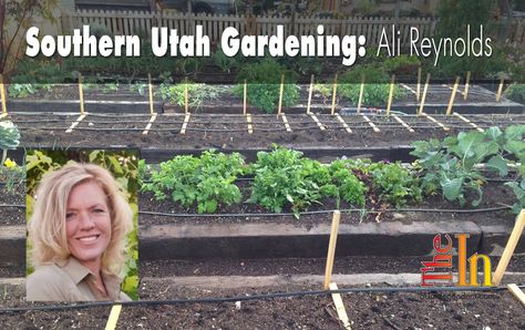 Southern Utah Gardening: Planning an organic vegetable garden - The Independent | News Events Opinion More Utah Gardening, When To Plant Vegetables, Garden Plots, St George Utah, Organic Vegetable Garden, Southern Utah, Hydroponic Gardening, Vegetable Gardening, Organic Fertilizer