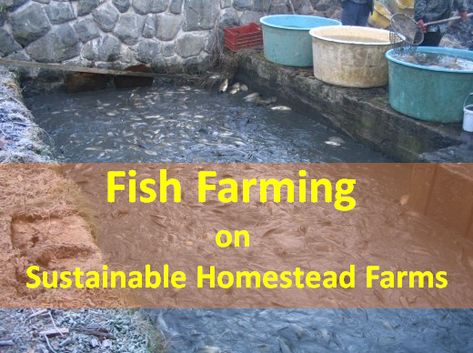 Florida Homesteading, Aquaculture Fish Farming, Tilapia Fish Farming, Cows And Goats, Catfish Farming, Aquaculture Fish, Fish Diet, Sustainable Homestead, Corn Fields