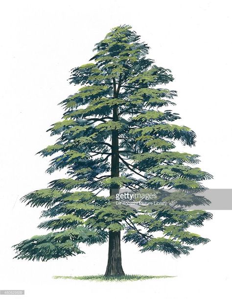 Pine Tree Drawing, Cedrus Deodara, Cedar Tree, Watercolor Tree, Cedar Trees, Giclee Painting, Tree Illustration, Evergreen Trees, Tree Drawing