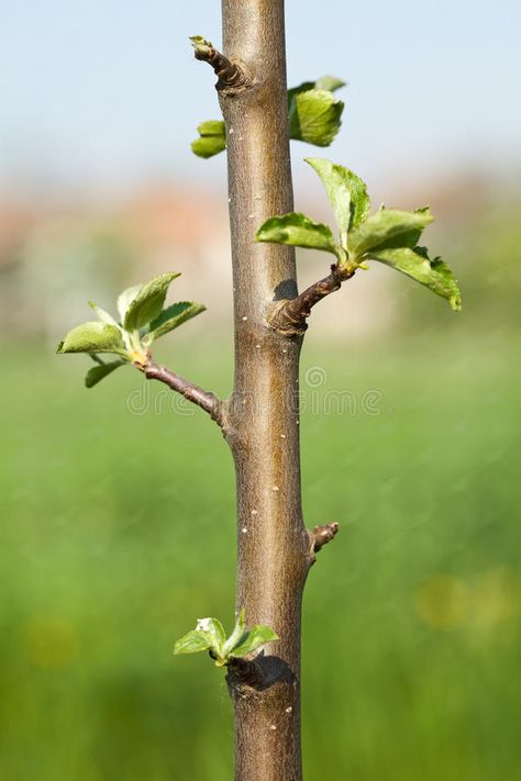 Tree Buds, Bright Sunshine, Apple Tree, Bird Feeders, Spring Time, Sprouts, Stock Images Free, Evolution, Close Up