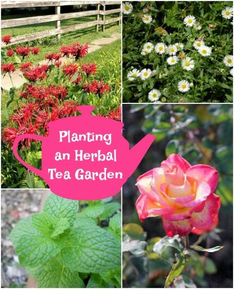 Grow your own herbal tea garden. Tea Garden Plants, Tea Garden Design, Hydrangea Fertilizer, Herbal Tea Garden, Herbal Garden, Medicinal Tea, Sustainable Gardening, Garden Plans, Herb Tea