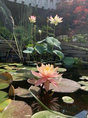 Nothing But Flowers, Flower Therapy, Pretty Plants, The Pond, Nature Aesthetic, Flowers Nature, Water Lilies, Love Flowers, My Flower