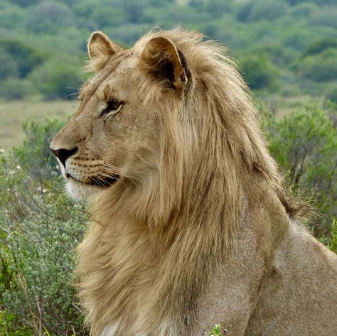 A very handsome young male lion for world lion day. Happy world lion day. #worldlionday #lion #africanlion #bigcats #gamedrive… Lion Puppet, Lion Profile, Colorado Wildlife, World Lion Day, Panthera Leo, Lion Photography, Male Lion, Lion Pictures, African Lion