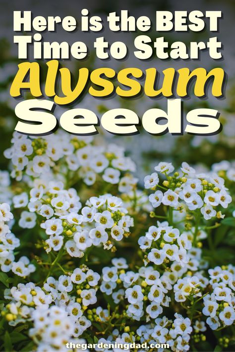 Are you interested in learning about Alyssum Seeds? The Gardening Dad will go over the best ways to start your Alyssum seeds. #Thegardeningdad #Alyssum #flowers Sweet Allysum Plants, Allysum In Pots, Alyssum Flowers Landscaping, Alyssum Flower, Flower Planting Guide, Flowers From Seed, Alyssum Flowers, Cold Climate Gardening, Sweet Alyssum