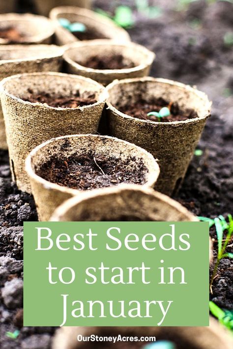 Seeds To Start In January, January Gardening, January Garden, Amazing Garden Ideas, When To Plant Seeds, Vegetable Garden Tips, Plant Zones, Gardening Zones, Vegetable Garden For Beginners