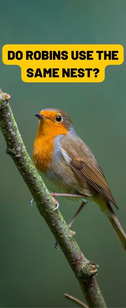 Do robins use the same nest each season? Nests are nature’s work of art, so what do robins do when it’s time to get rid of them? Robin Nest Box, Robin Nest, Female Robin, Robins Nest, Mother Bird, American Robin, Birds In The Sky, Blue Eggs, Egg Laying