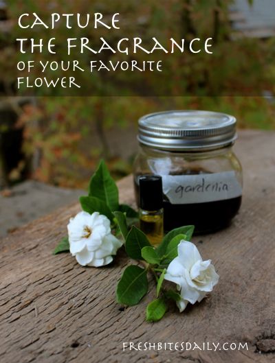 How To Extract Fragrance From Flowers, Flower Perfume Diy, Homemade Perfume With Flowers, How To Make Perfume From Flowers, Homemade Perfumes, Homemade Fragrance, Gardenia Essential Oil, Gardenia Perfume, Diy Fragrance