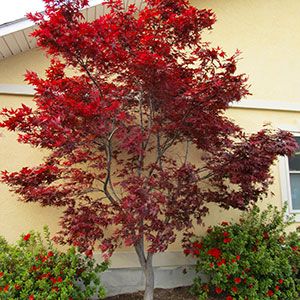 Japanese Maple Tree Varieties, Maple Tree Varieties, Japanese Maple Tree Landscape, Maple Tree Landscape, Japanese Maple Garden, Japanese Maple Varieties, Bloodgood Japanese Maple, Japanese Maple Bonsai, Coral Bark Japanese Maple