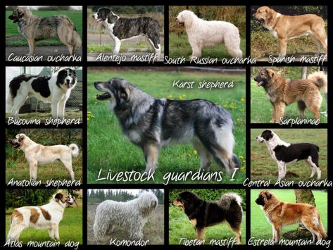 What is a livestock guardian dog? (predators forum at permies) Karakachan Dog, Livestock Dogs, Livestock Guardian Dog Breeds, Best Farm Dogs, Estrela Mountain Dog, Homestead Animals, Guard Dog Breeds, Guardian Dog, Livestock Guardian Dog