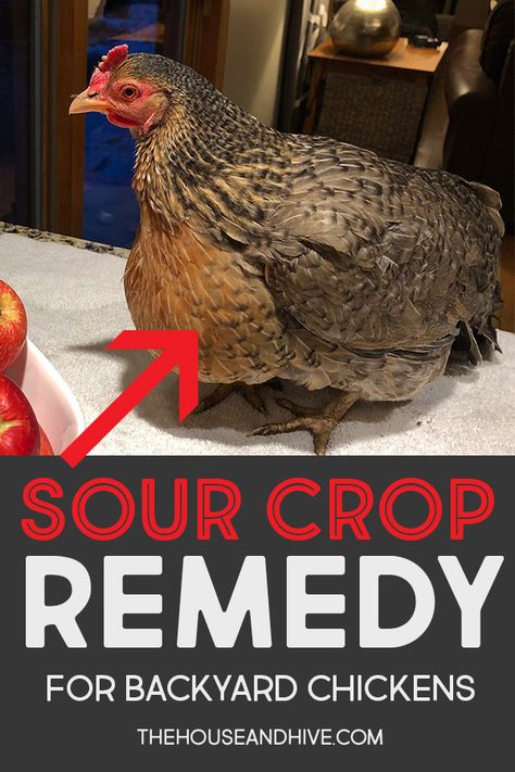 Sour Crop In Chickens, Chicken Illness, Chicken Raising, Chicken Roost, Chicken Coop Garden, Raising Farm Animals, Raising Chicks, Chicken Nesting Boxes, Backyard Chicken Coop Plans