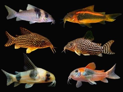 Cory Catfish, Fish Chart, Fish Tank Themes, Fish Tank Design, Mountain Tree, Tropical Fish Aquarium, Tropical Freshwater Fish, Fresh Water Fish Tank, Freshwater Aquarium Fish