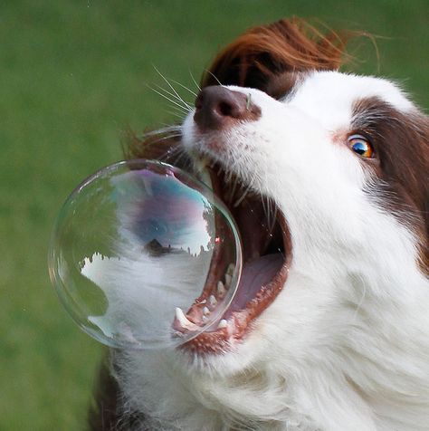 I think this sums up aussie very well in just one shot. So curious, then halfway through they figure out that they dont actually want to carry through! lol Australian Shepherd Red Tri, Perfectly Timed Photos, Love My Dog, Blue Merle, Baby Dogs, Australian Shepherd, Happy Dogs, Mans Best Friend, Border Collie