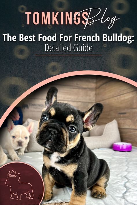 Best Food For French Bulldog Puppy, Frenchie Food Recipe, French Bulldog Must Haves, Food For French Bulldog, French Bulldog Prices, Diy Dog Food, Premium Dog Food, Frenchie Lovers, Best Puppies