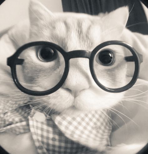 Cat Wearing Glasses, Cute Home Screen Wallpaper, Hate Cats, Animated Wallpapers For Mobile, Types Of Cats, Silly Cats Pictures, Cat Icon, Pretty Animals, Silly Images