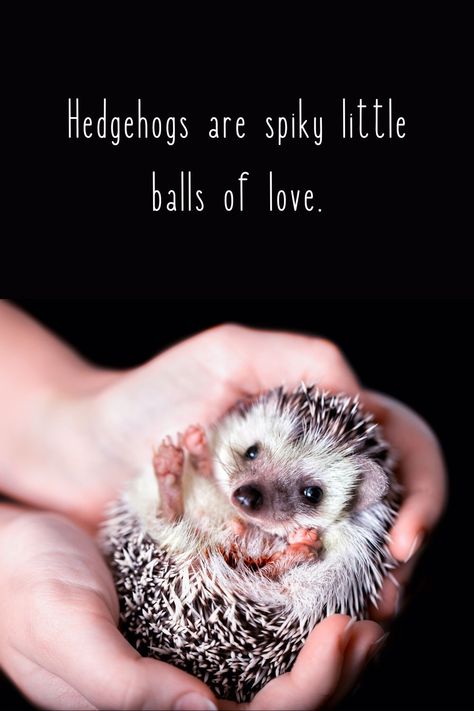 Little spiky hedgehog curled mostly in a ball in two hands with text that reads, "Hedgehogs are spiky little balls of love." Hedgehog Crafts, Hedgehog Cute, Hedgehog Craft, A Hedgehog, Cute Hedgehog, Dec 7, Hedgehogs, Molding